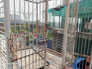 বড় পাখির দোতলা খাঁচা
