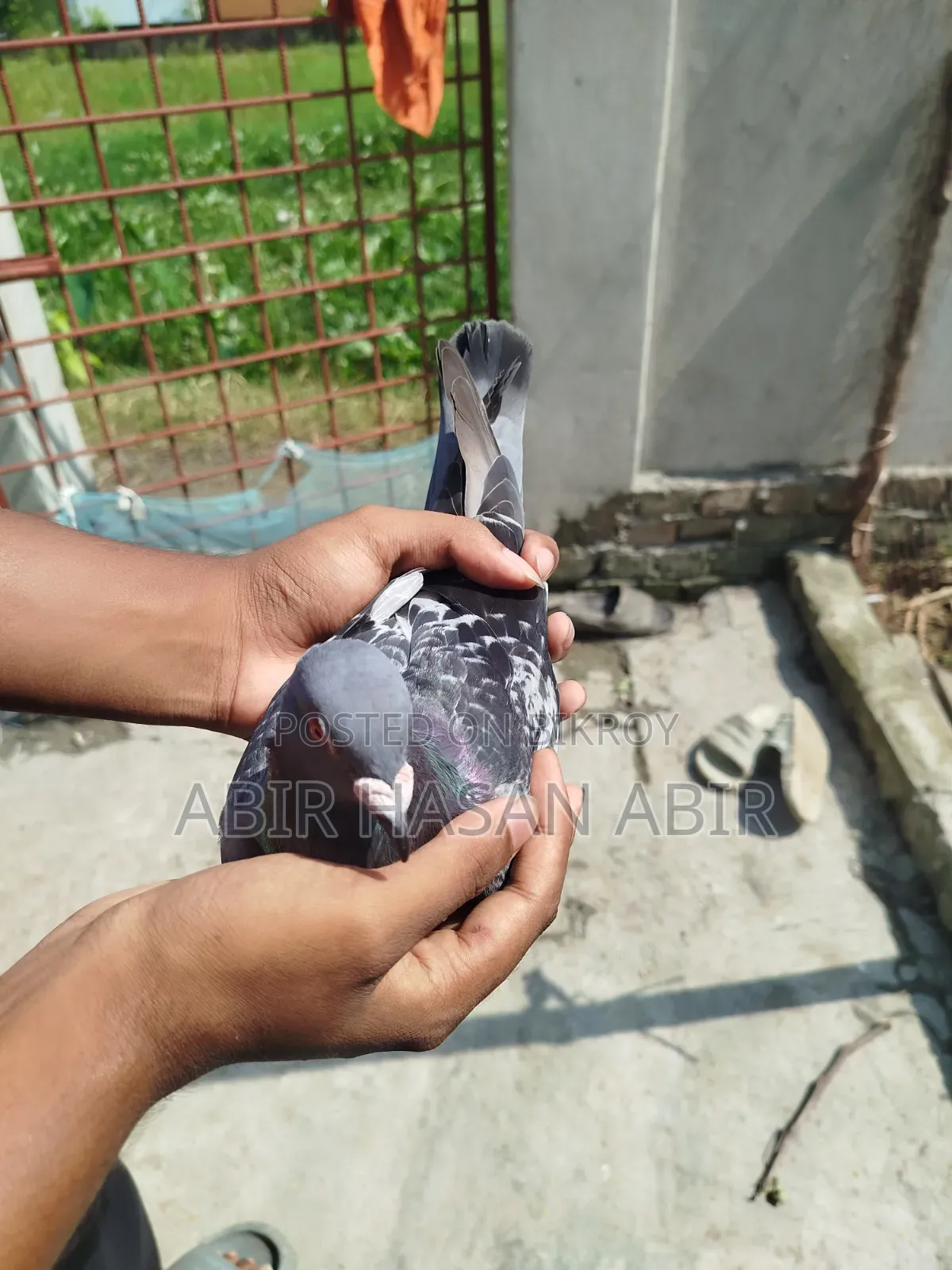 রেসার নর কবুতর