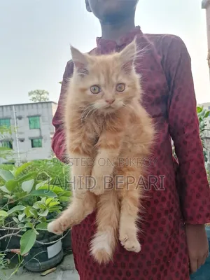 ১-৩ মাস বয়সী স্ত্রী খাঁটি পার্সিয়ান
