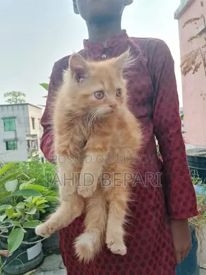 1-3 months Female Purebred Persian