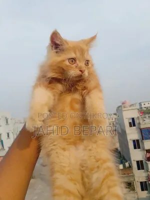 1-3 months Female Purebred Persian