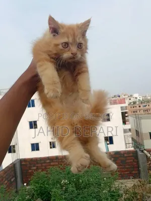 1-3 months Female Purebred Persian