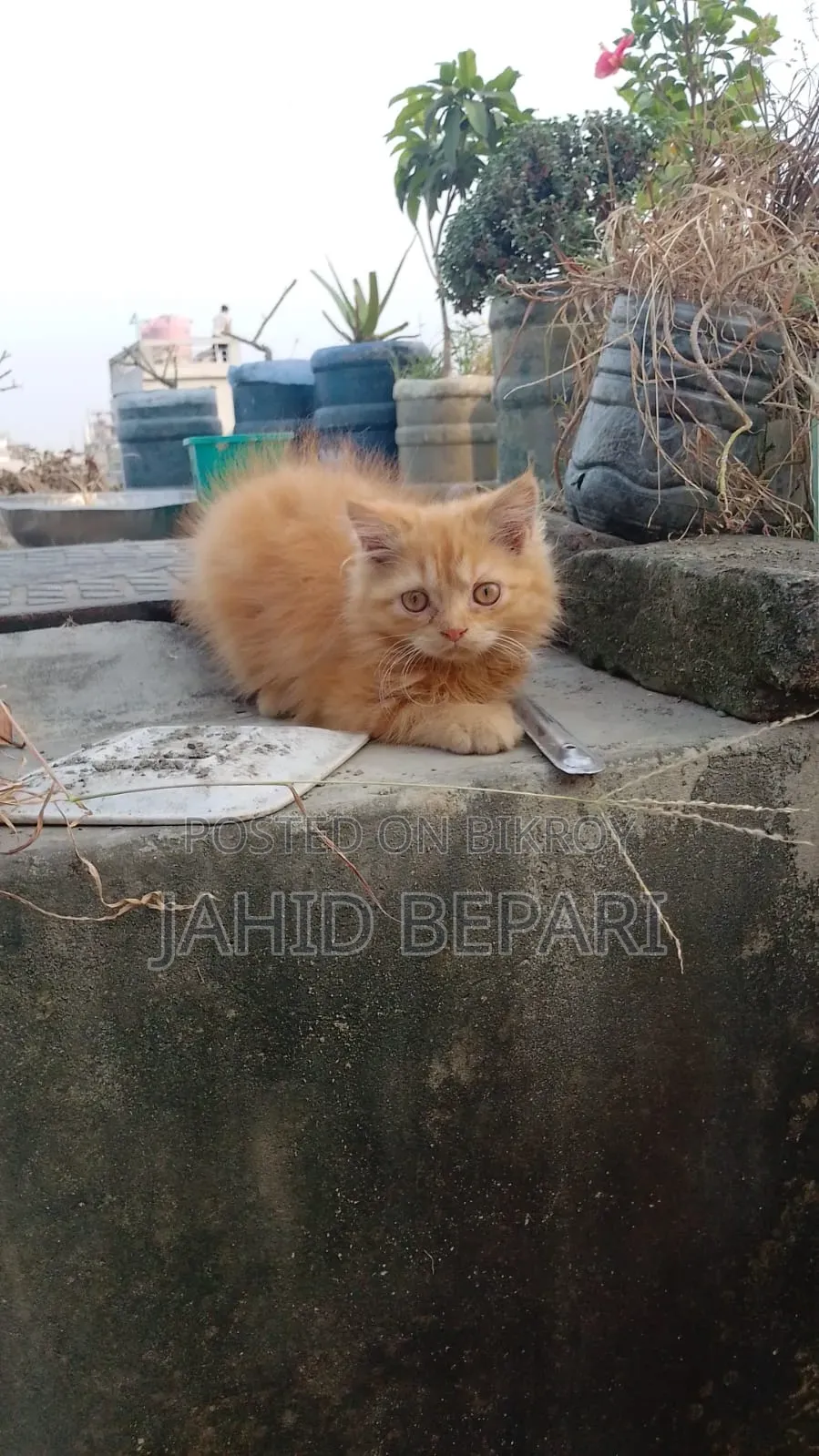 1-3 months Female Purebred Persian