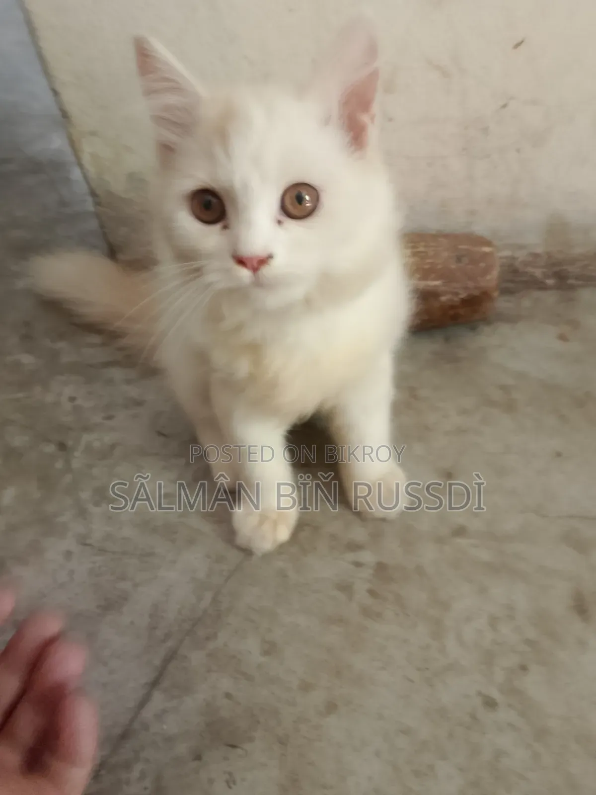 1-3 months Female Purebred Persian