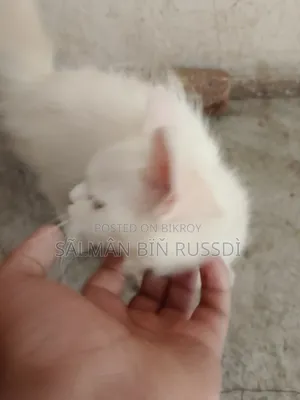 1-3 months Female Purebred Persian
