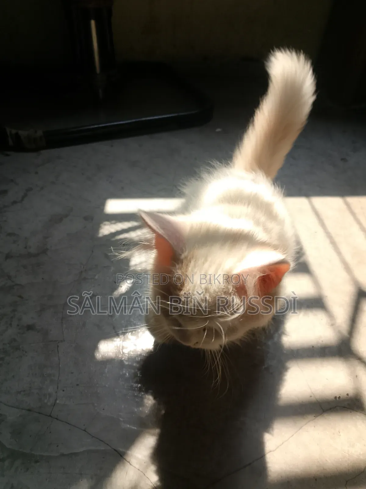 1-3 months Female Purebred Persian