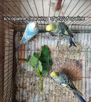 Only Female Budgerigar for Sale