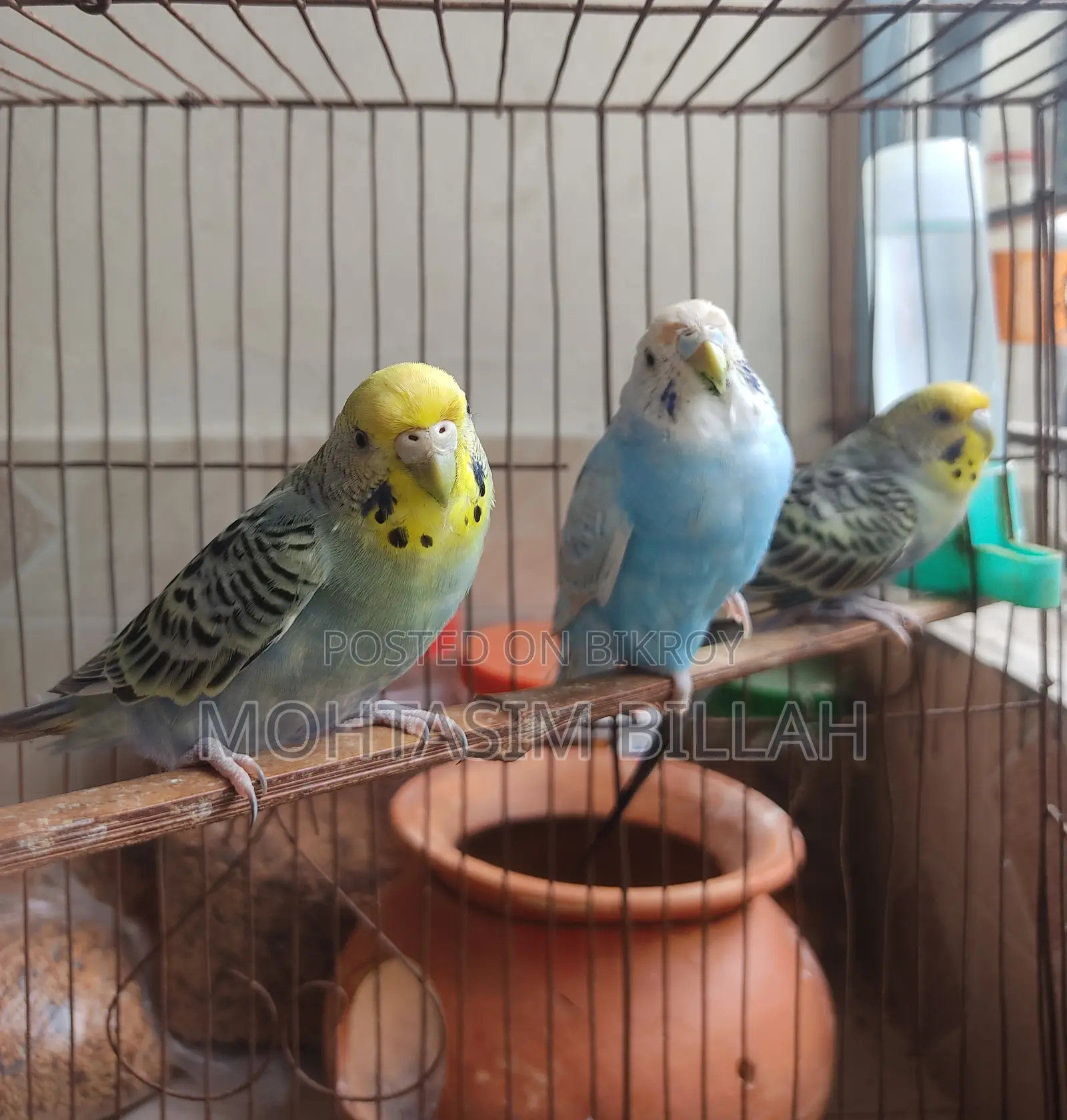 Only Female Budgerigar for Sale