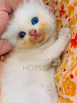 ১-৩ মাস বয়সী পুরুষ খাঁটি পার্সিয়ান