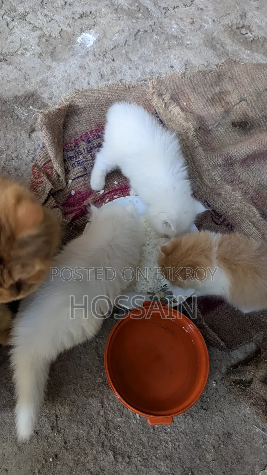 1-3 months Male Purebred Persian