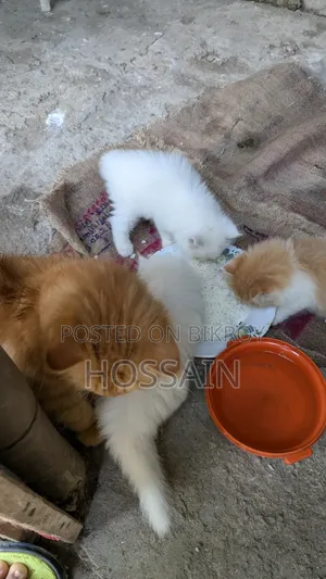 1-3 months Male Purebred Persian