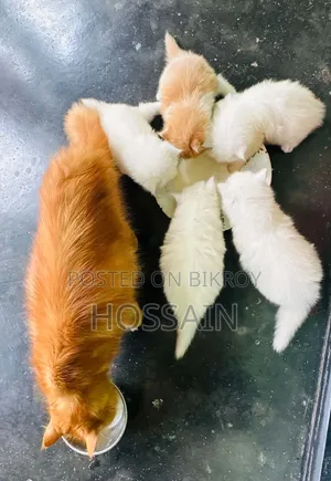 1-3 months Male Purebred Persian