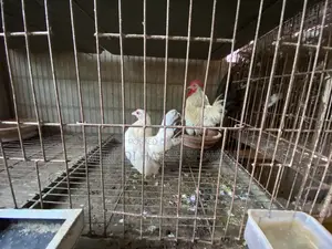 Serama Pair