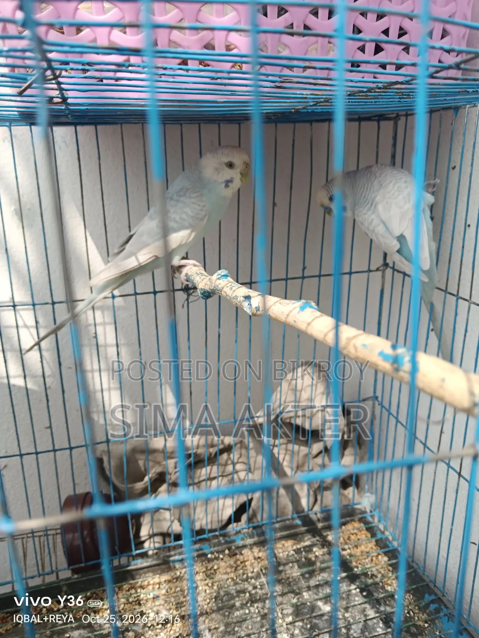 Budgerigar birds