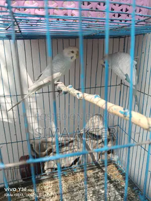 Budgerigar birds