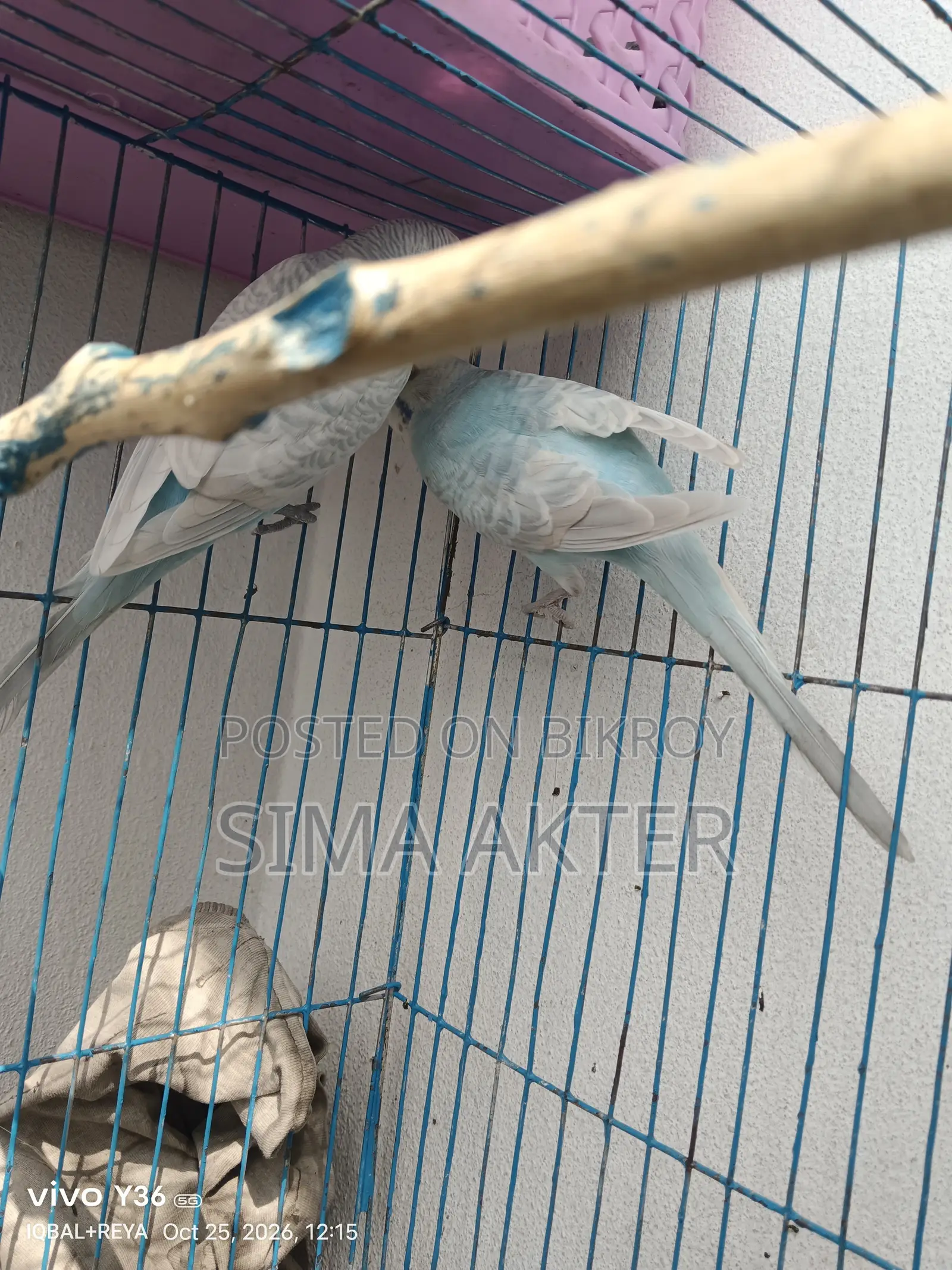 Budgerigar birds