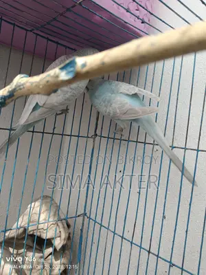 Budgerigar birds