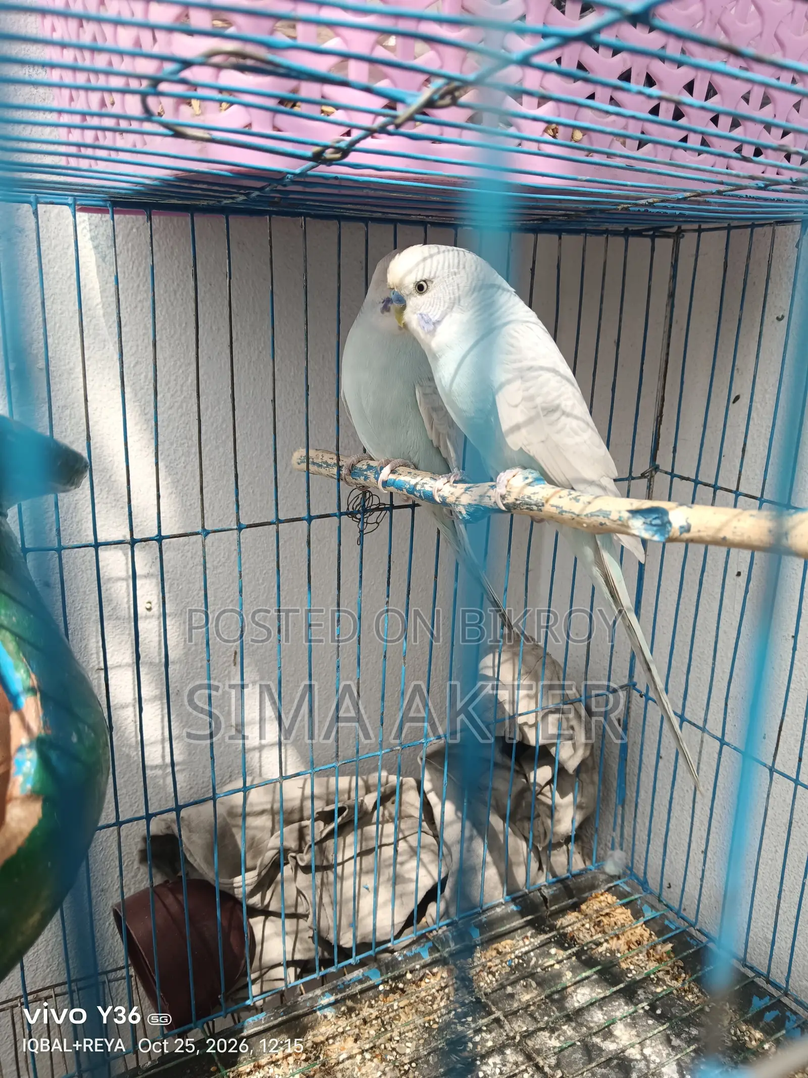 Budgerigar birds