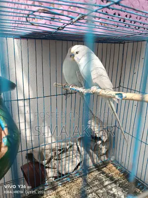 Budgerigar birds