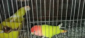 Love Bird Breeding Pair