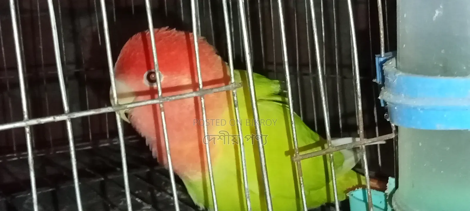 Love Bird Breeding Pair