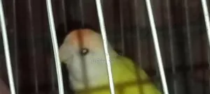 Love Bird Breeding Pair