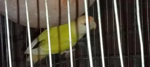Love Bird Breeding Pair
