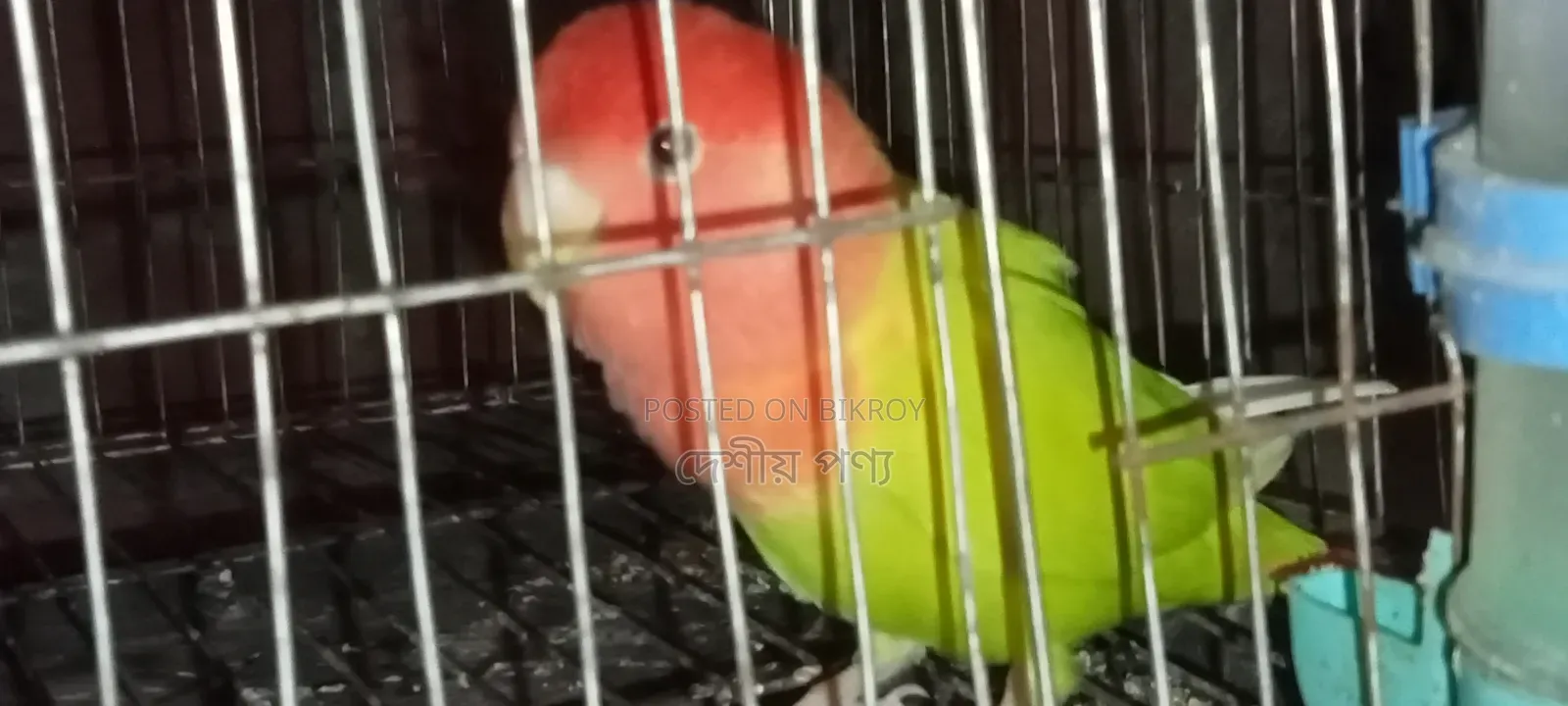 Love Bird Breeding Pair