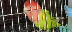 Love Bird Breeding Pair