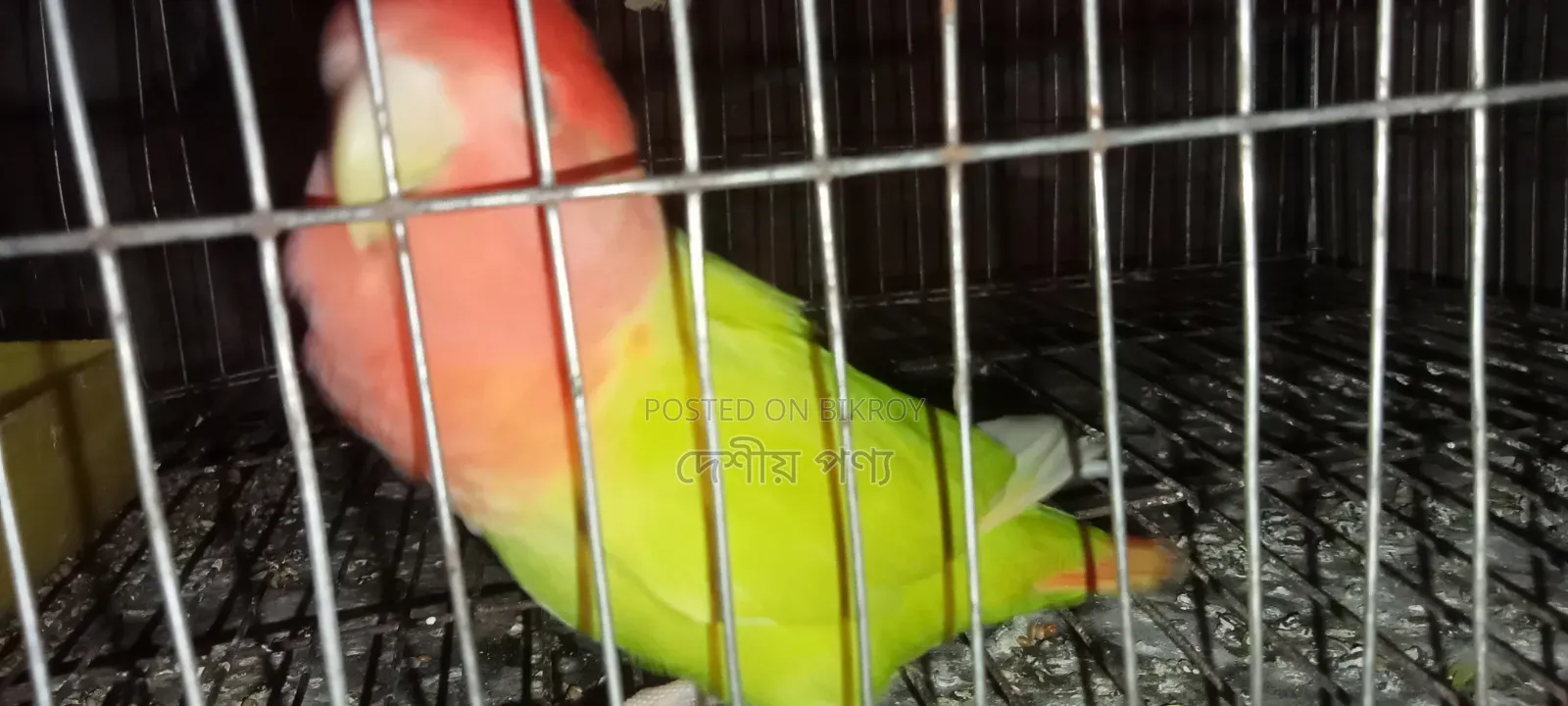 Love Bird Breeding Pair