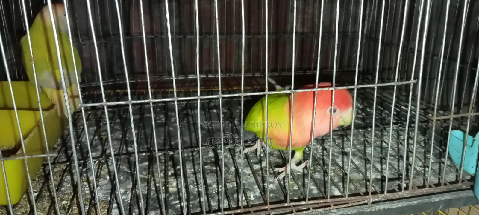 Love Bird Breeding Pair