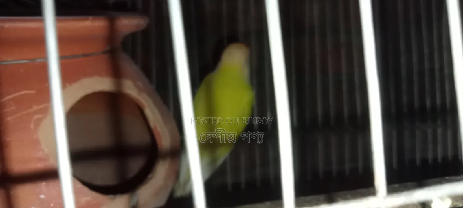 Love Bird Breeding Pair