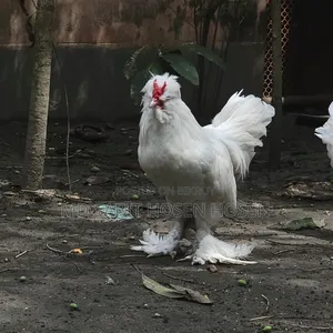 তুর্কি সুলতান মেল
