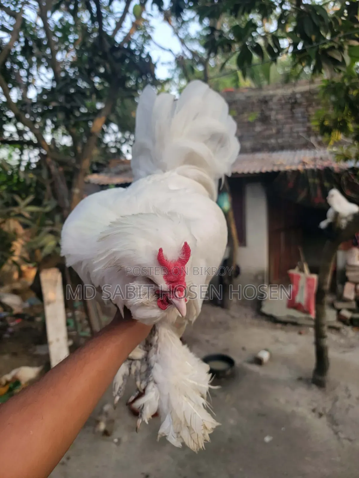 তুর্কি সুলতান মেল
