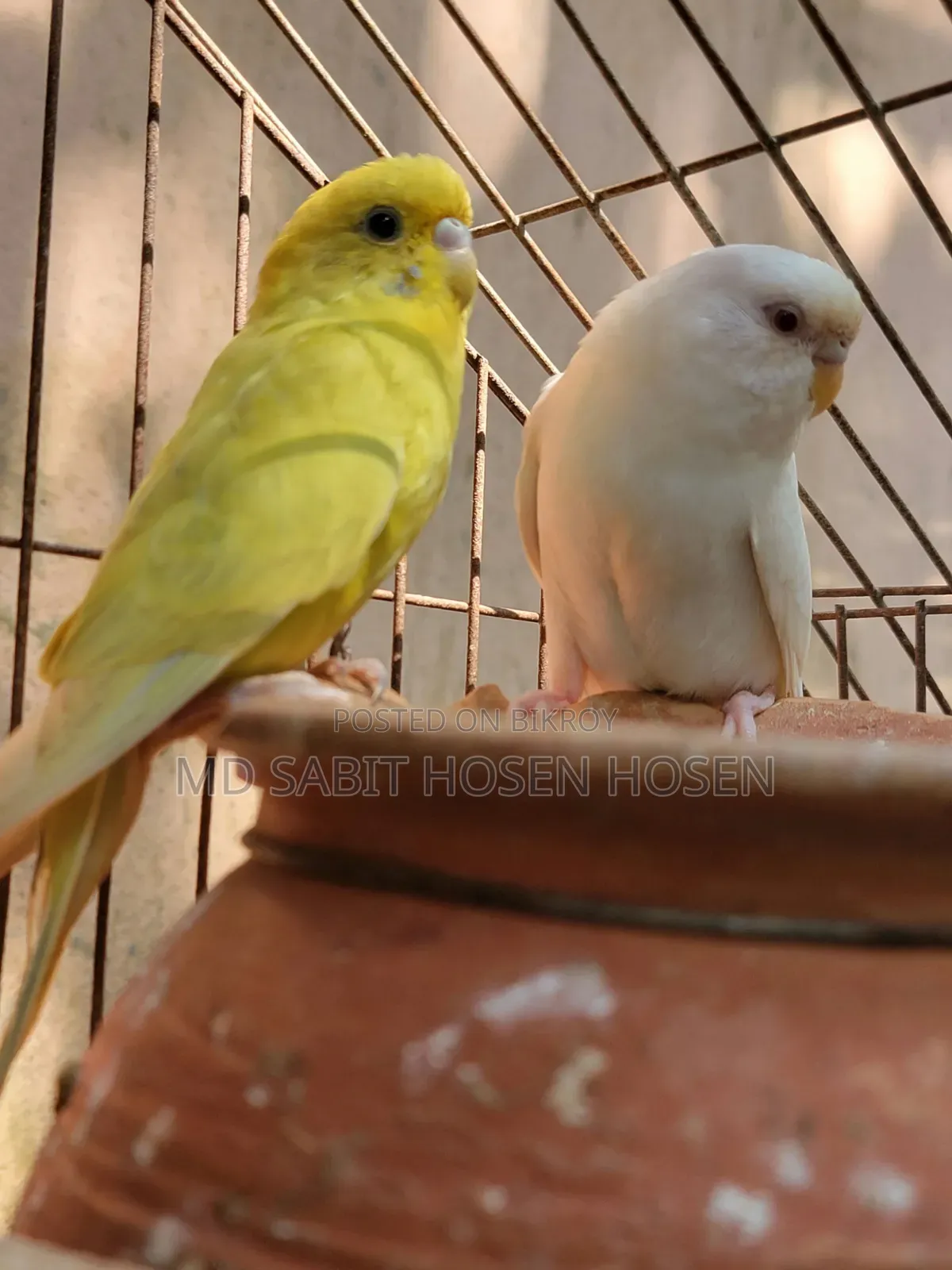 Budgerigar Bird