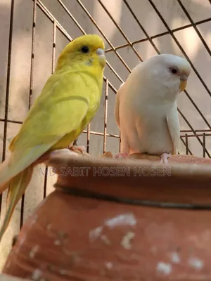 Budgerigar Bird