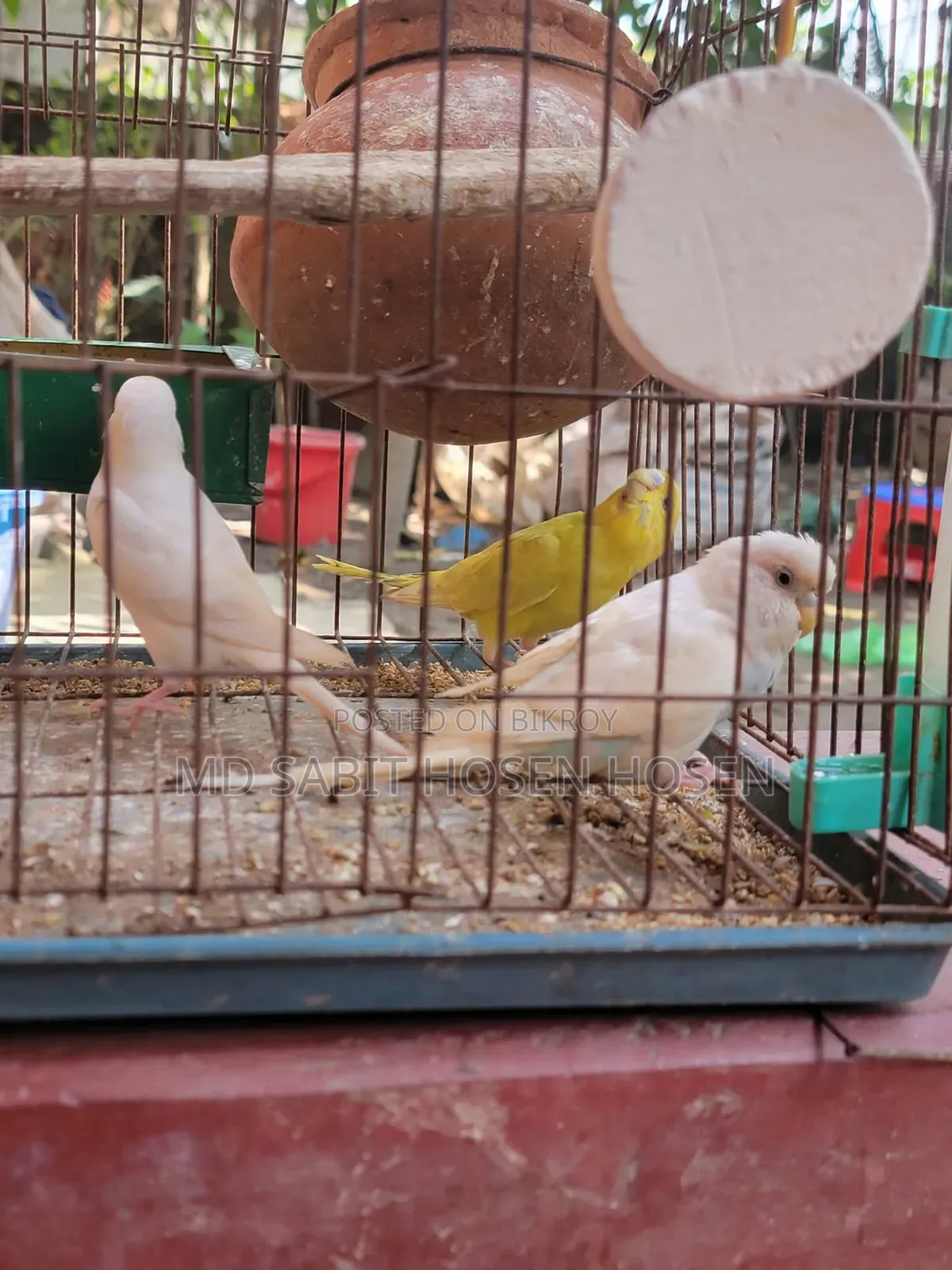 Budgerigar Bird