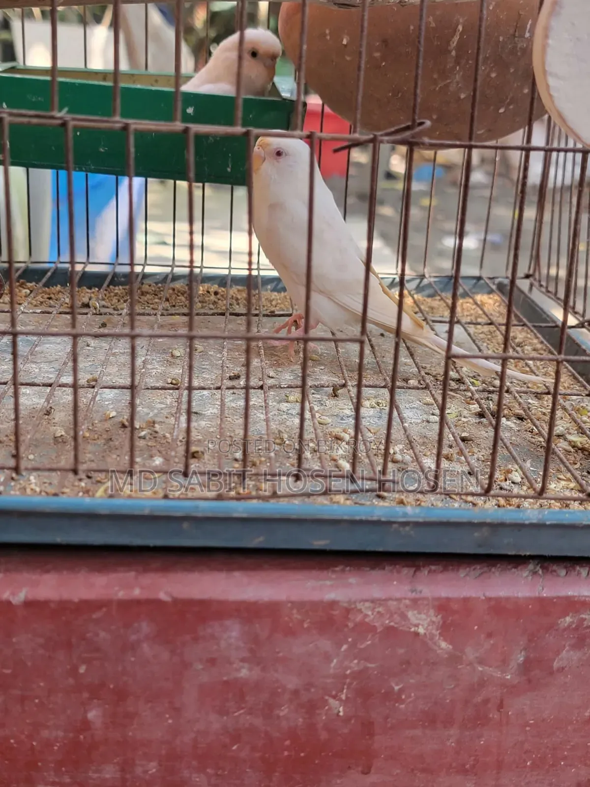 Budgerigar Bird