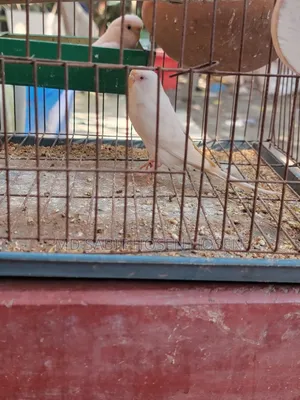Budgerigar Bird