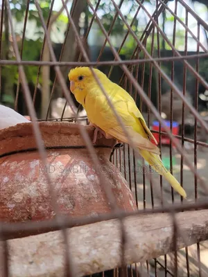 Budgerigar Bird