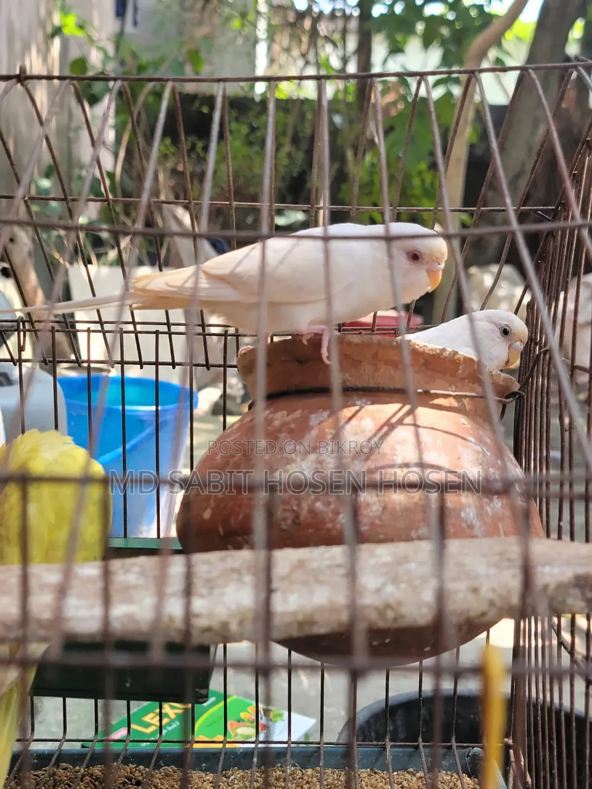 Budgerigar Bird