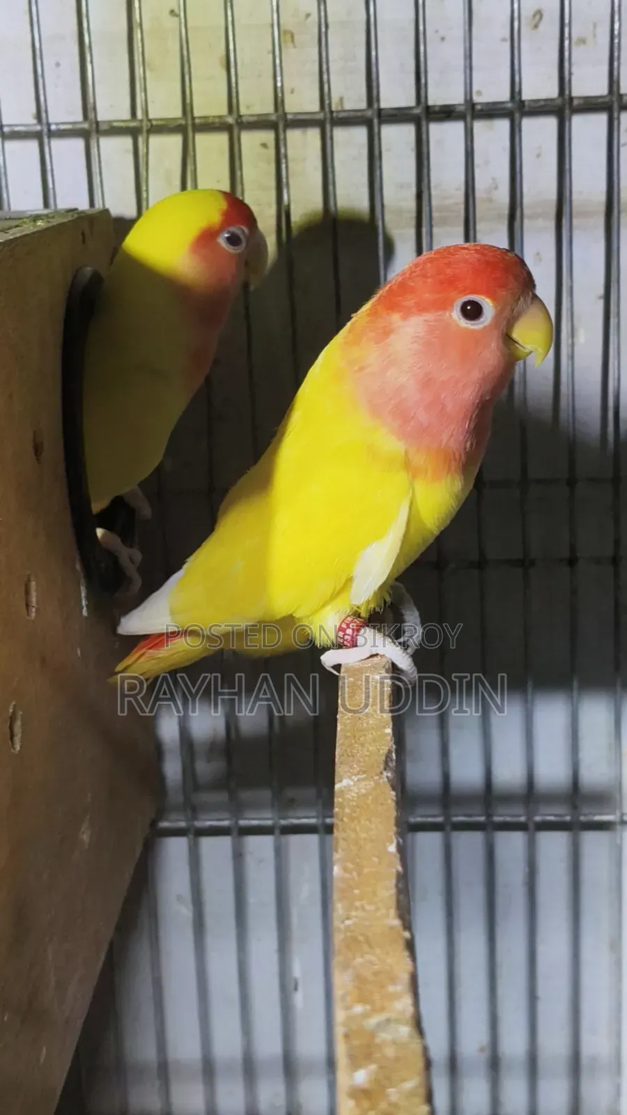 Running Lovebird Pair
