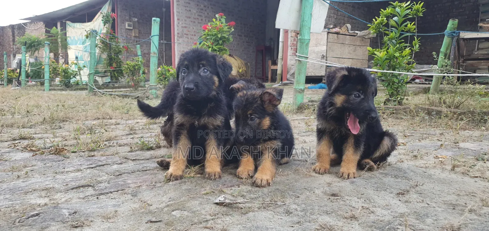 ০-১ মাস বয়সী ফিমেল পিওরব্রেড জার্মান শেফার্ড