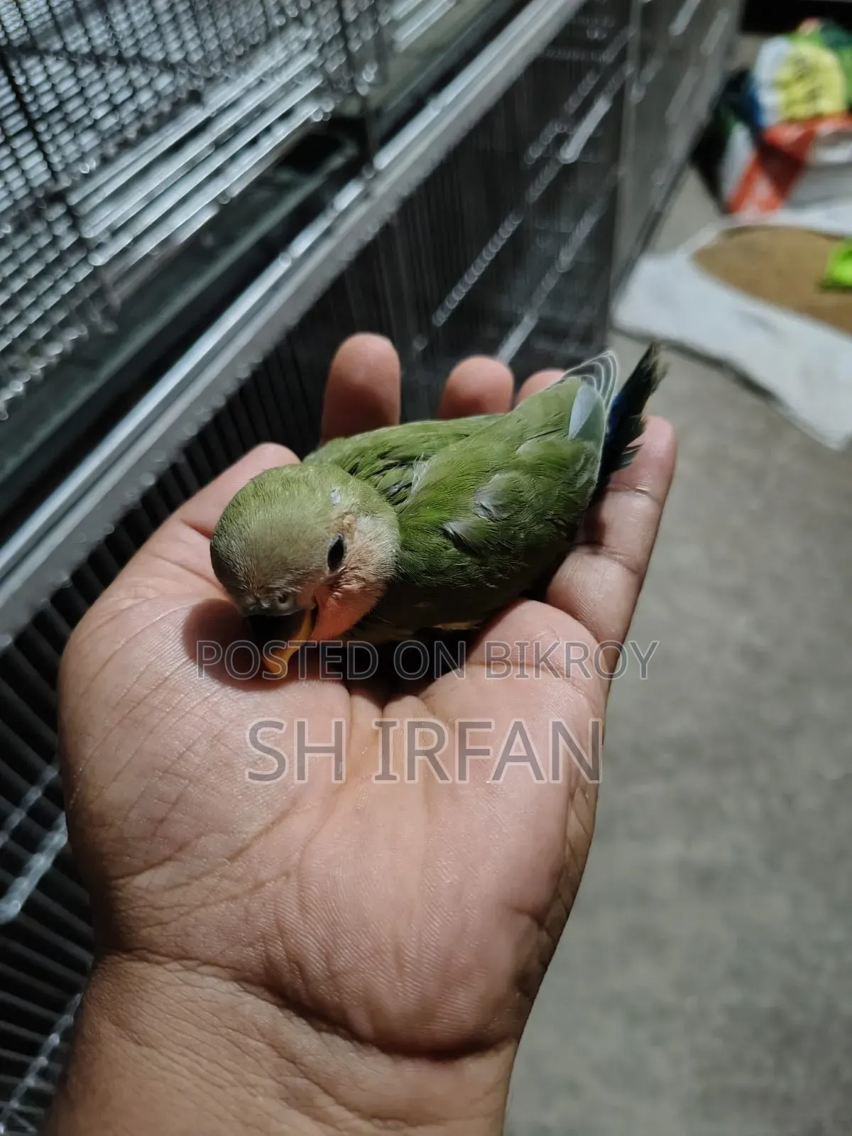লাভ বার্ড বিক্রয় করা হবে
