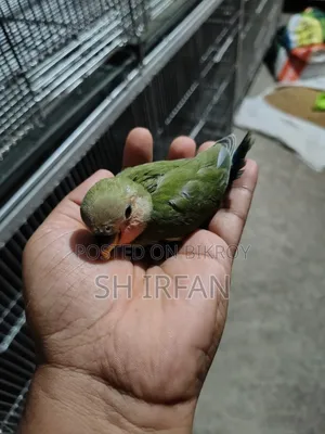 লাভ বার্ড বিক্রয় করা হবে