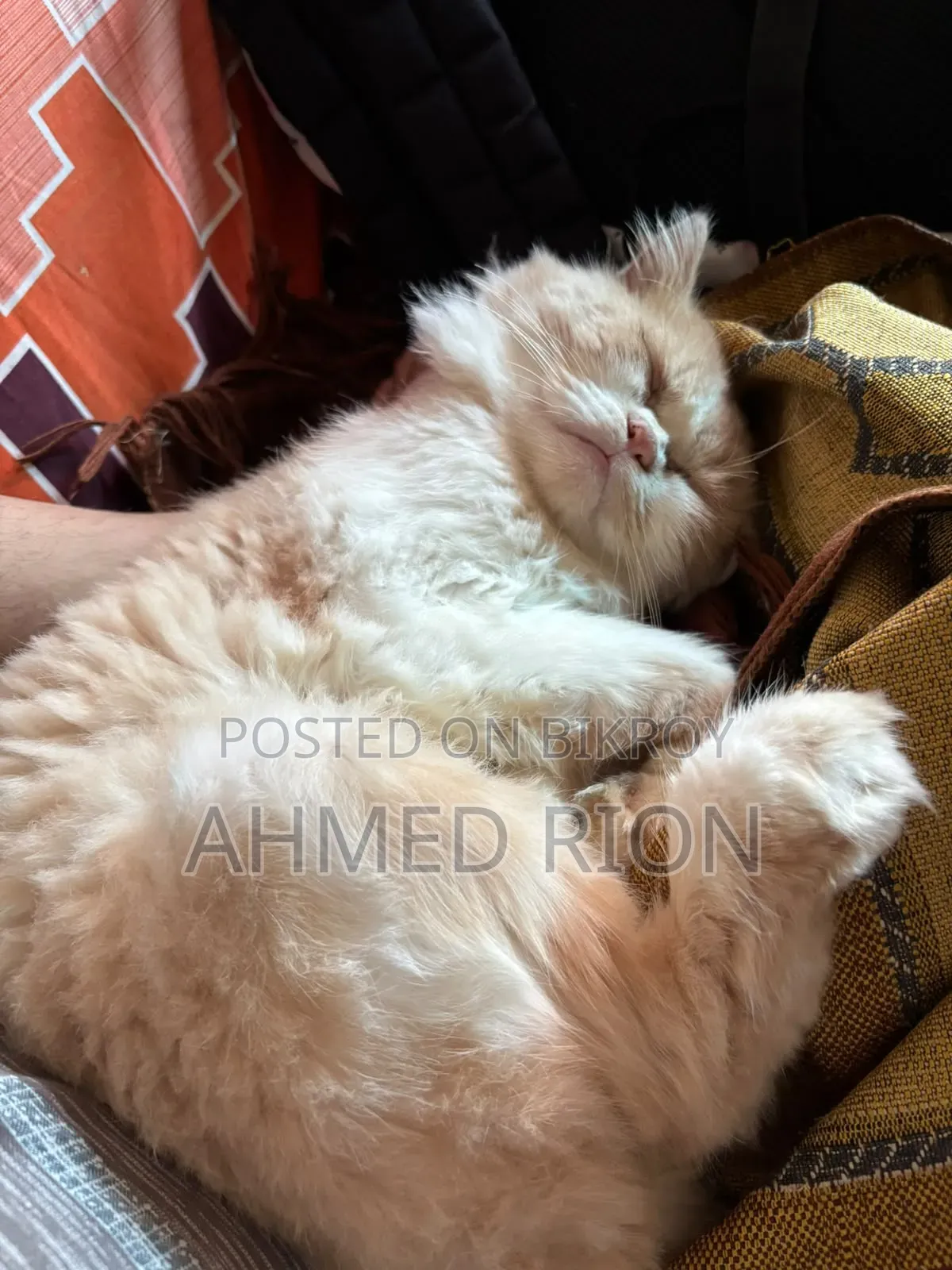 6-12 months Male Purebred Persian