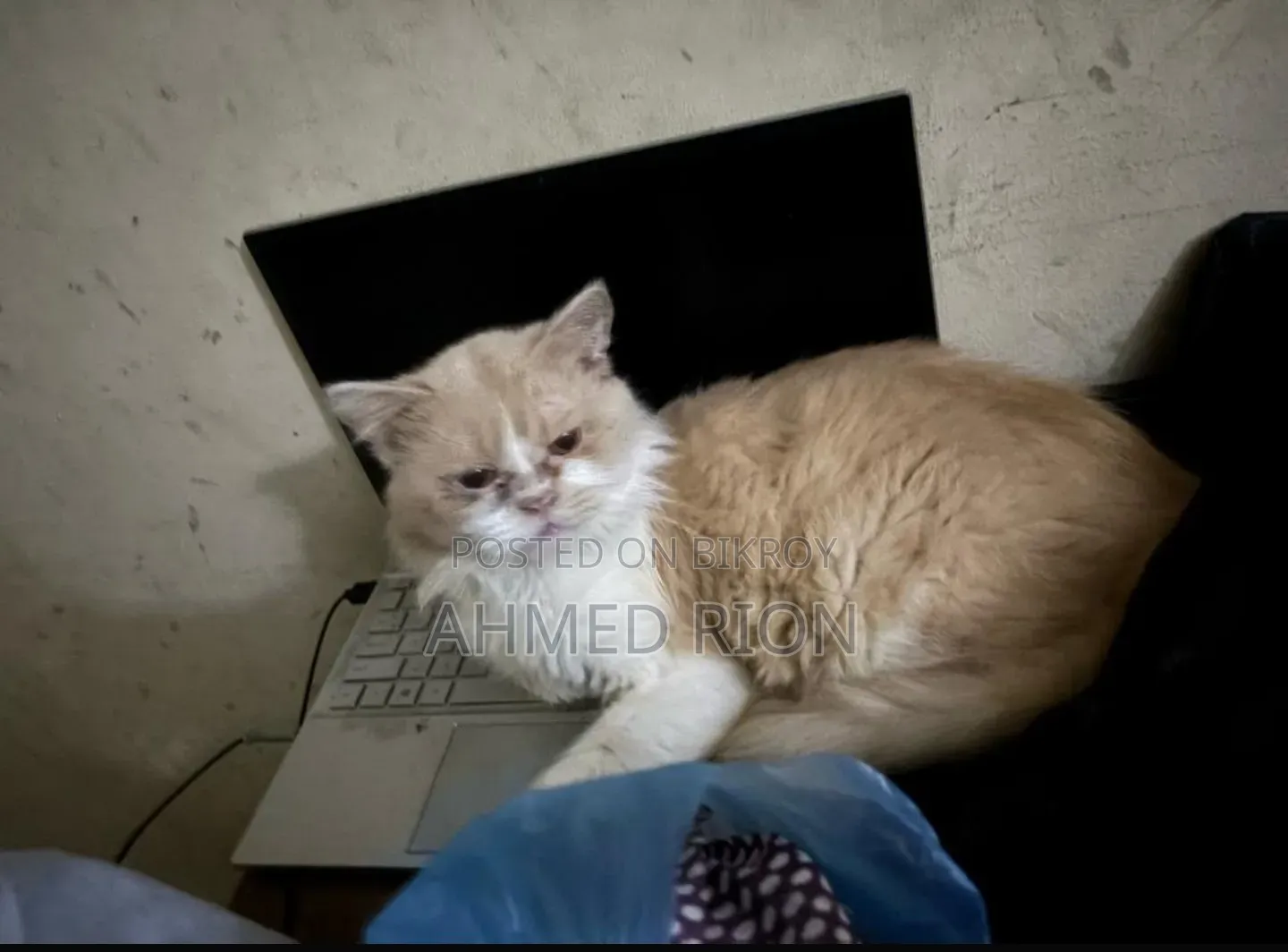 6-12 months Male Purebred Persian