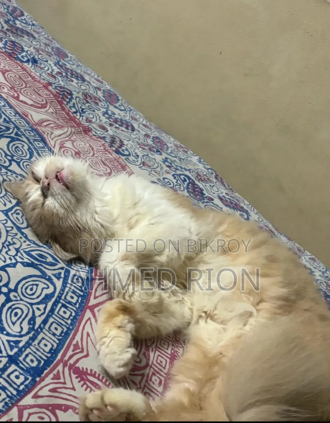 6-12 months Male Purebred Persian