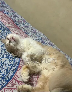 6-12 months Male Purebred Persian