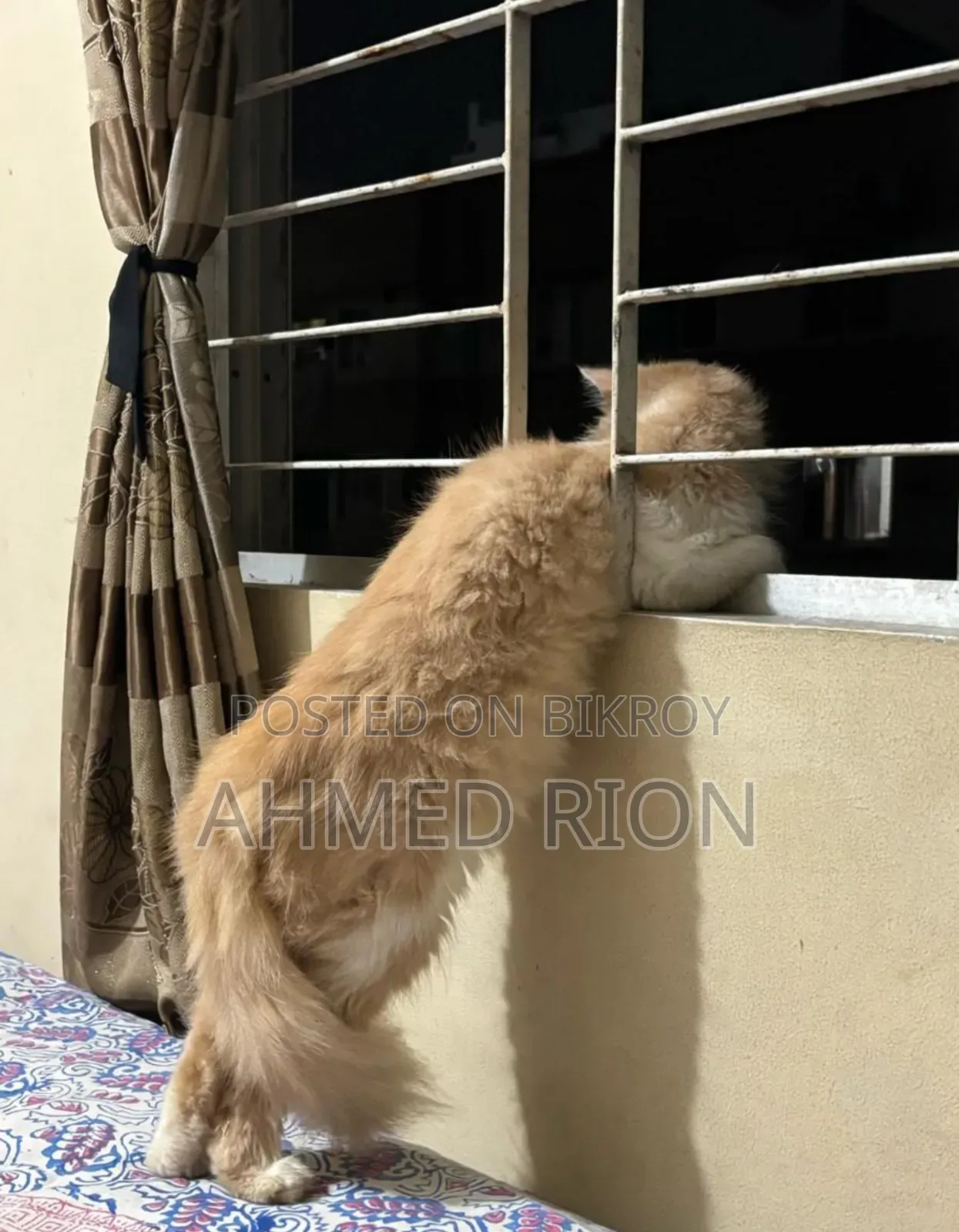 6-12 months Male Purebred Persian